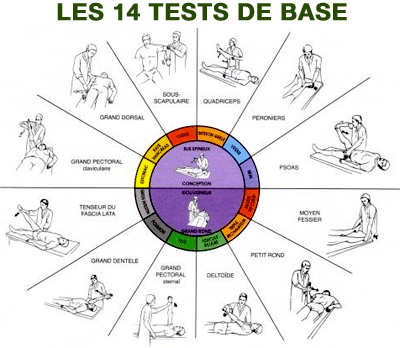 Touch for Health, 14 tests de base